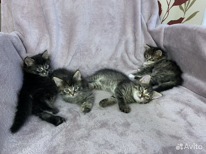 Котята в добрые руки