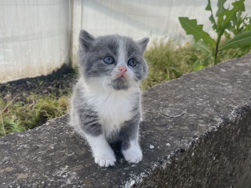 Шотландские вислоухие котята серые