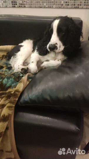 Русский спаниель вязка