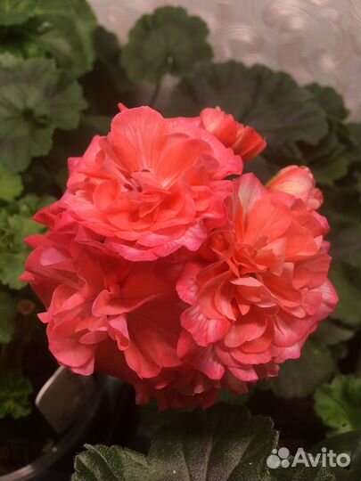 Продаю черенки пеларгоний