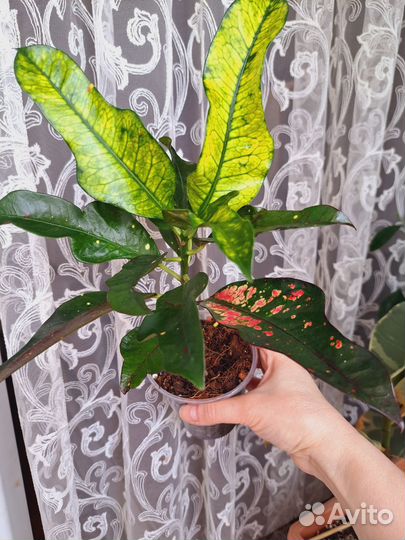 Кротон Вилма