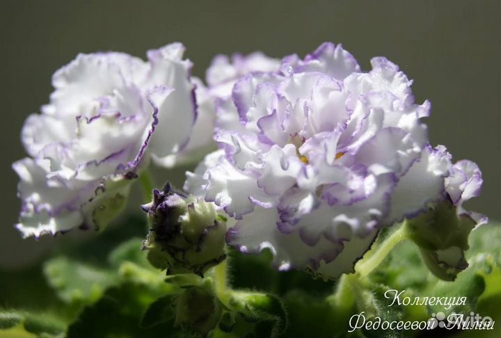 Фиалка лф-Горный Хрусталь (детки)