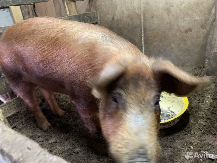 Свиньи, свиноматки, хряк