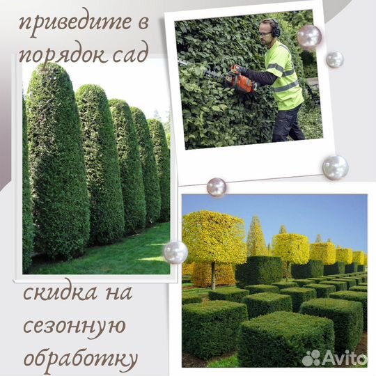 Спилить дерево. Обрезка плодовых. Садовник