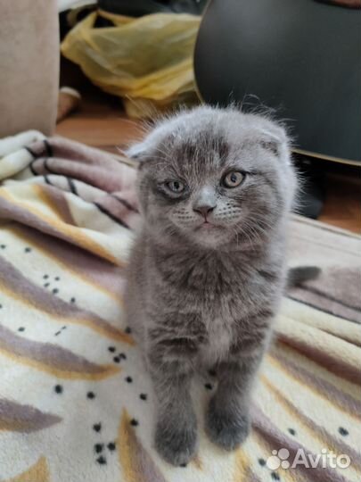 Британский котенок