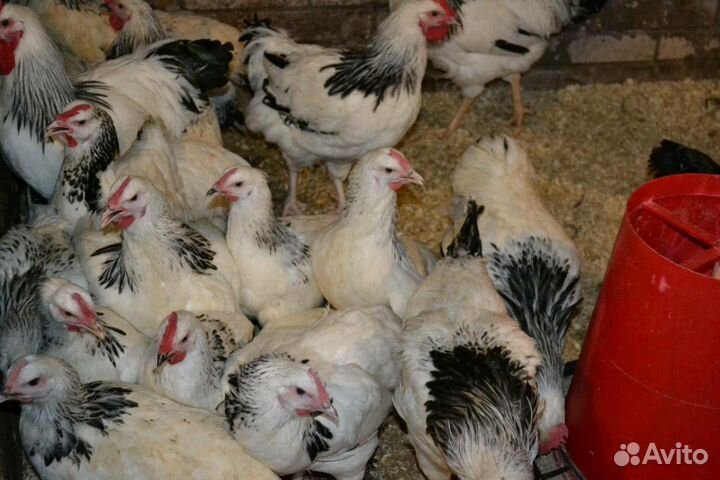 Продажа курочек прямо с фермы