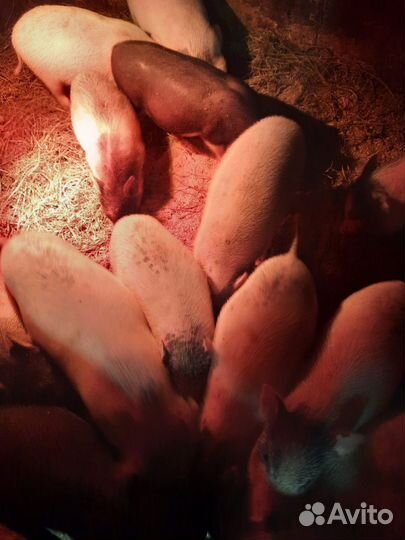 Поросенок ландрас