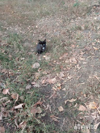 Отдадим котят в добрые руки