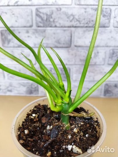 Филодендрон Бурле Макс