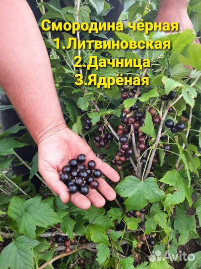 Смородина чёрная оптом
