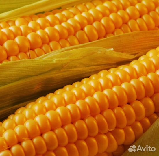 Гибриды кукурузы Пионер П7515