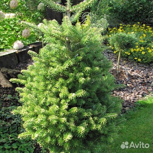 Пихта корейская Хоутмейер