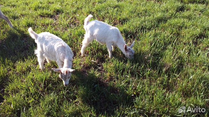 Нубийские козлята