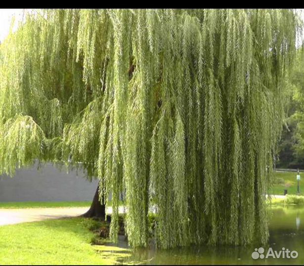 Ива плакучая желтокорая