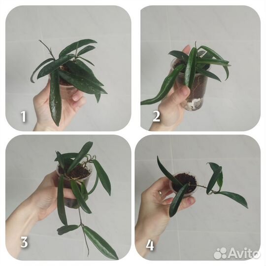 Хойи