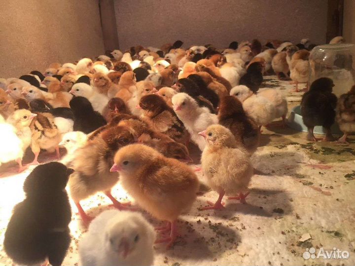 Цыплята кур несушек