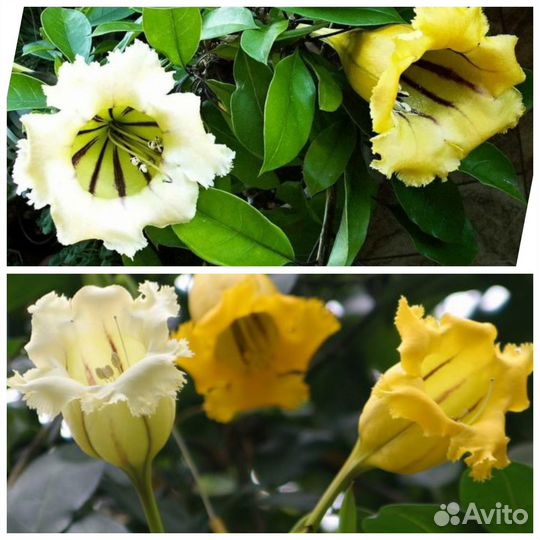 Соландра - Золотая чаша(Бронь)