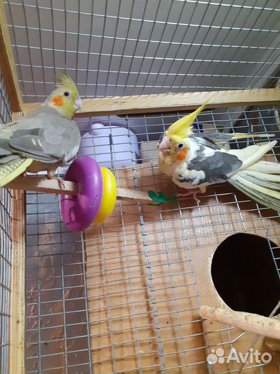 Попугай корелла