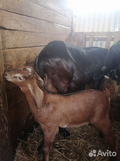 Нубийские козлята и коза