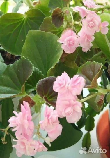 Бегония вечноцветущая розовая розочка