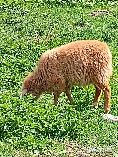 Овцы бараны