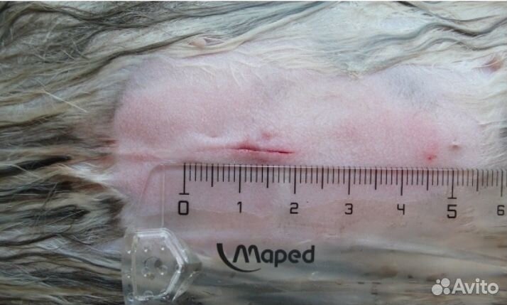 Стерилизация/кастрация кошек на дому