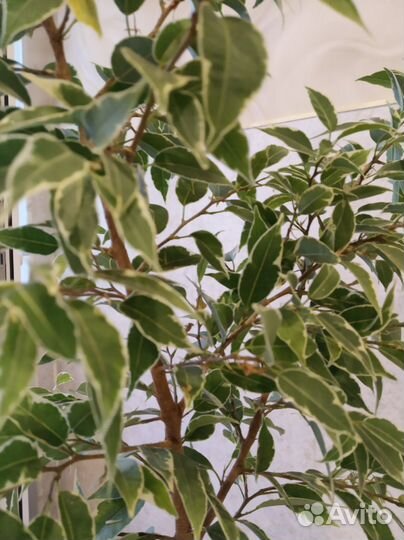 Фикус Бенджамина