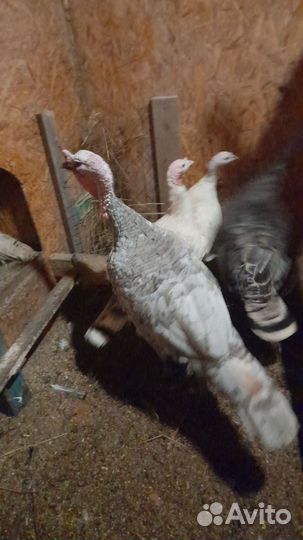 Продам пятисуточных индюшат