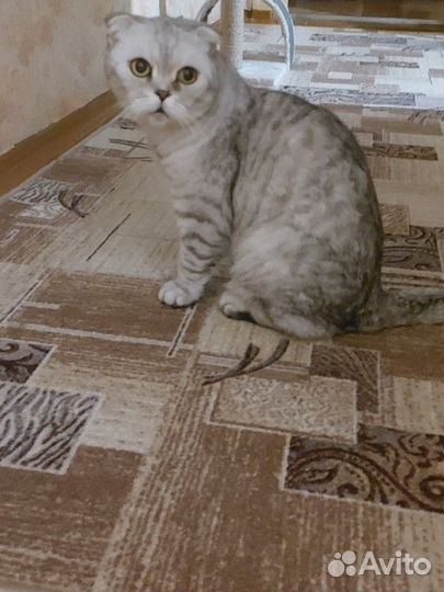 Вислоухая кошка