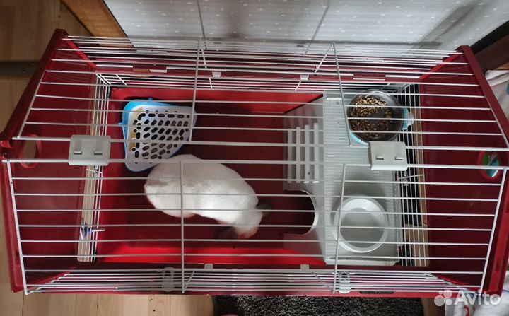 Кролик с клеткой