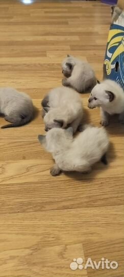 Домашние животные кошки
