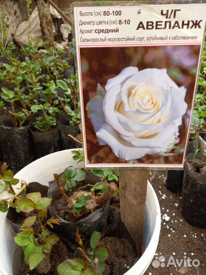 Саженцы роз многолетние морозостойкие