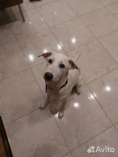 В добрые руки девочка-метис лабрадора