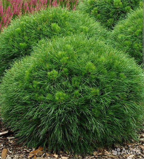 Сосна горная варелла, пумилио