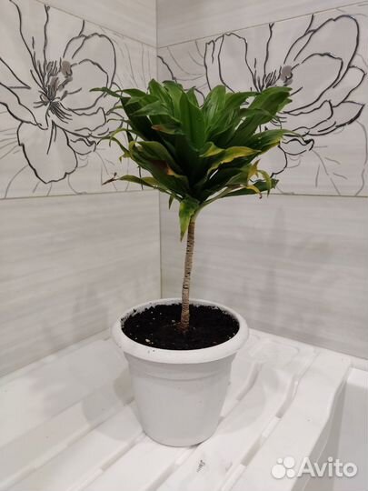 Драцена в горшке около 30 см