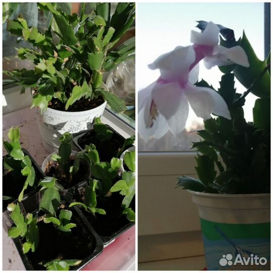 Комнатные цветы