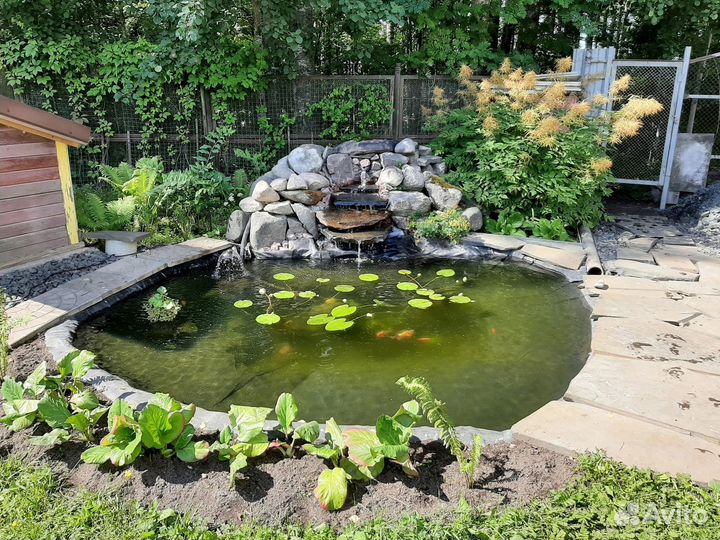 Золотая рыбка для пруда