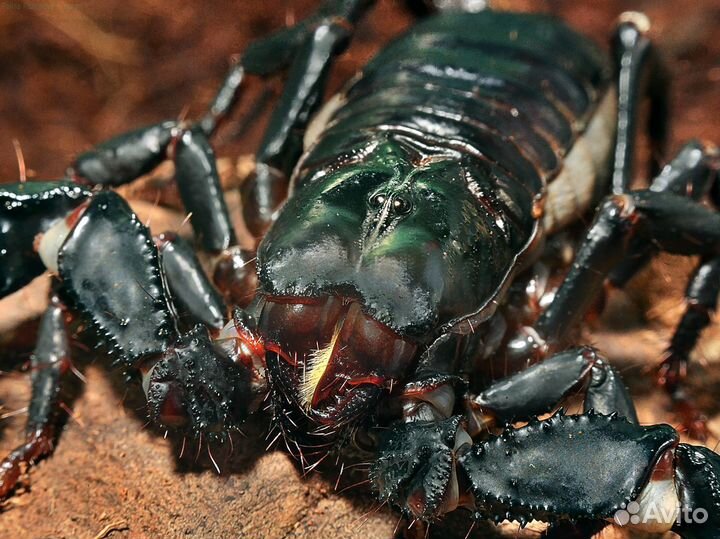 Передержка домашних животных