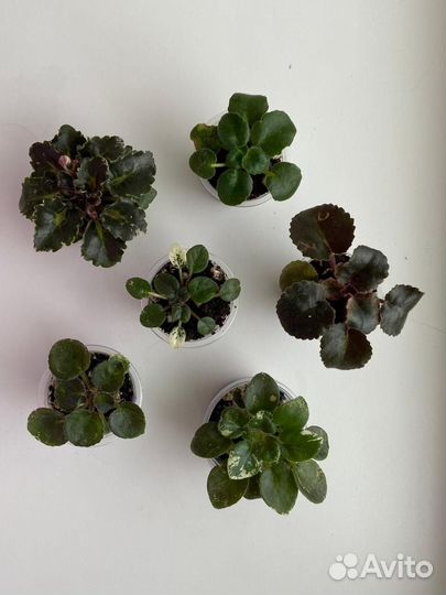 Детки сортовых фиалок в наборах