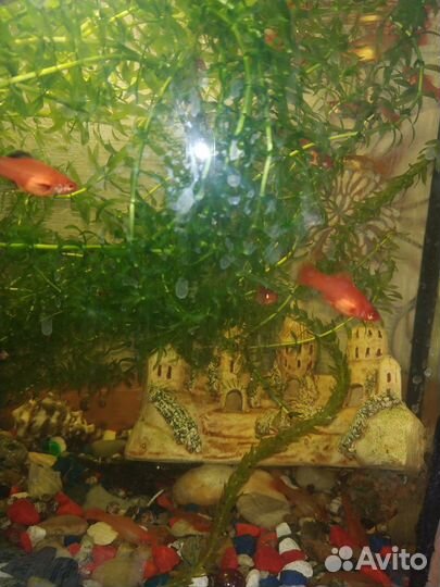 Подростки меченосца, сомики анцитрусы