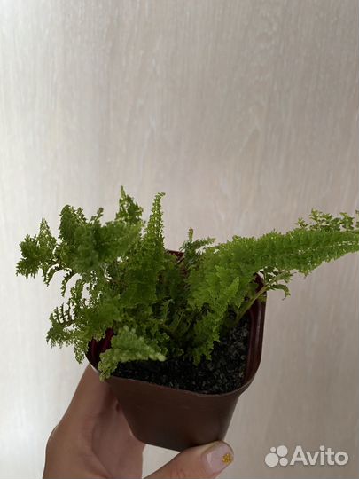 Комнатные цветы