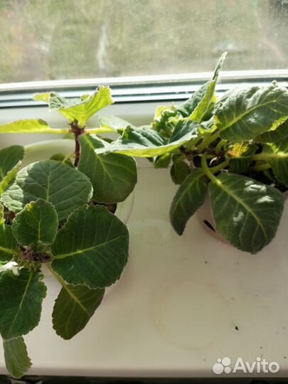 Глоксиния цветущая махровая