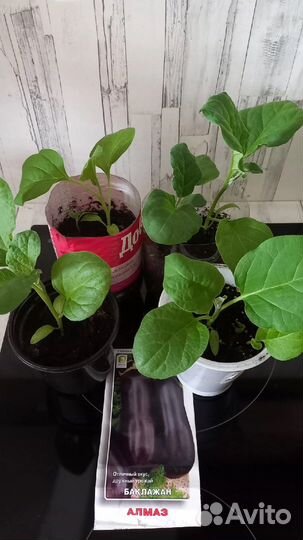 Продам цветы