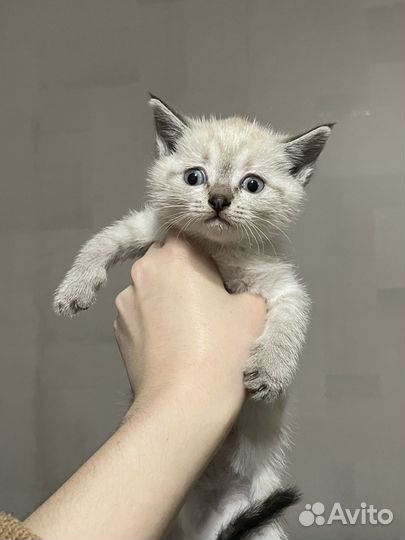 Котята бесплатно