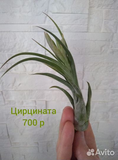 Цветущие Тилландсии (часть 4)