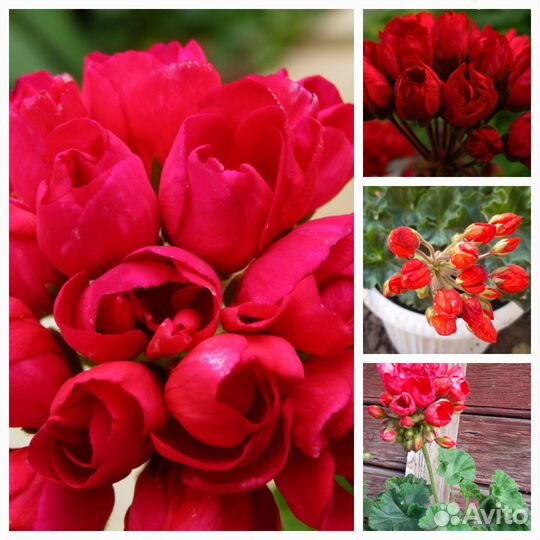 Пеларгония тюльпановидная