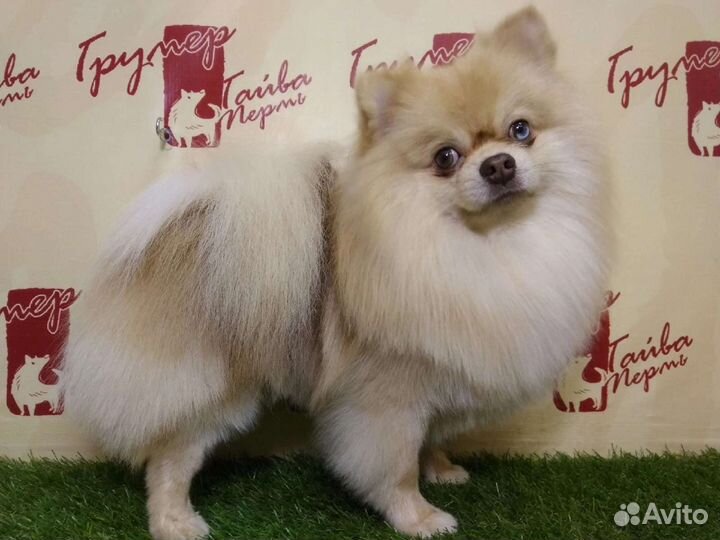 Груминг собак и кошек (уход и стрижка)