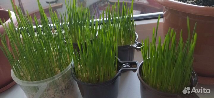 Трава для кошек