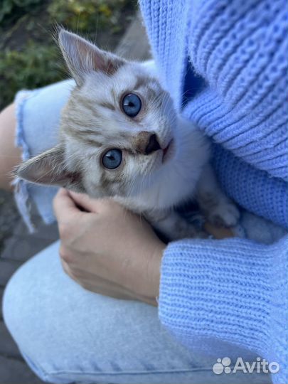 Бенгальская кошка
