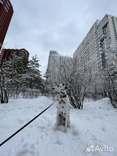 Собака долматин для фотосессии